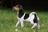 PARSON RUSSEL TERRIER 196